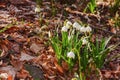 closeup of summer snowflake flowers on a sunny day Royalty Free Stock Photo