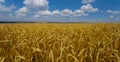 Summer wheat field under cloudy sky  at hot day Royalty Free Stock Photo