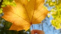 Closeup of sun beams shining through yellow maple leaf at autumn park Royalty Free Stock Photo