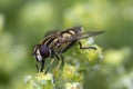 Sun Fly Helophilus pendulus on Alpine lady`s mantle Alchemill