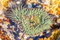Closeup of a sunburst anemone (Anthopleura sola)