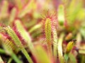 Closeup Sundew carnivorous plant ,Drosera anglica ,insectivorous plants, meat-eating, sticky carnivorein a life saving sponge Royalty Free Stock Photo
