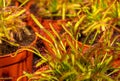 Closeup Sundew carnivorous plant ,Drosera anglica ,insectivorous plants, meat-eating, sticky carnivorein a life saving Royalty Free Stock Photo