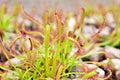 Closeup Sundew carnivorous plant ,Drosera anglica ,insectivorous plants, meat-eating, sticky carnivorein a life saving sponge ,gre Royalty Free Stock Photo