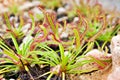 Closeup Sundew carnivorous plant ,Drosera anglica ,insectivorous plants, meat-eating, sticky carnivorein a life saving sponge ,gre Royalty Free Stock Photo