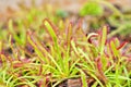 Closeup Sundew carnivorous plant ,Drosera anglica ,insectivorous plants, meat-eating, sticky carnivorein a life saving sponge ,gre Royalty Free Stock Photo