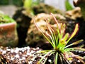 Sundew carnivorous plant ,Drosera anglica ,insectivorous plants, meat-eating, sticky carnivorein Royalty Free Stock Photo