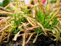 Sundew carnivorous plant ,Drosera anglica ,insectivorous plants, meat-eating, sticky carnivorein Royalty Free Stock Photo