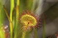 Sundew plant in a peat bog on Mt. Sunapee.