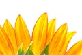 Closeup of Sunflower Royalty Free Stock Photo