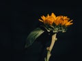 Closeup of a sunflower against a black background. Royalty Free Stock Photo