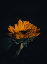 Closeup of a sunflower against a black background. Royalty Free Stock Photo