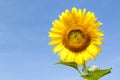 Closeup of sunflower against blue sky Royalty Free Stock Photo