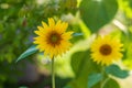Closeup of sunflower bloom in the backyard garden