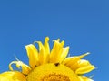 Closeup Sunflower with blue sky background in the FingerLakes region in NYS