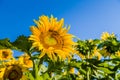 Closeup of a sunflower