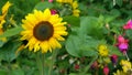 Closeup of the sunflower day before bursting into bloom