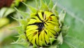 Closeup of the sunflower day before bursting into bloom