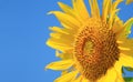 Closeup of Sunflower Disc Florets with Blurry Ray Florets in the Sunny Blue sky Royalty Free Stock Photo
