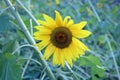 Closeup of sunflower on farm. Portrait landscape