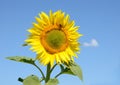 Closeup sunflower on the field