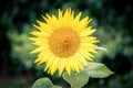 Closeup of a sunflower in a field on a blurred background Royalty Free Stock Photo