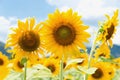 closeup sunflower of field in garden