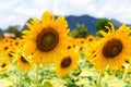 closeup sunflower of field in garden Royalty Free Stock Photo