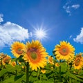 sunflower field under a sparkle sun Royalty Free Stock Photo