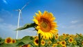 Closeup of sunflower in filed against wind power turbines or electric power generating windmills rotating on windy sunny