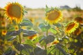 Closeup of sunflower flowers on a field in Provence, France Royalty Free Stock Photo