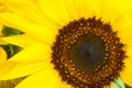 Closeup of Sunflower in Full Bloom  Helianthus Annus Royalty Free Stock Photo