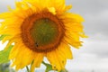 Closeup of Sunflower Growing with Pollinating Bees