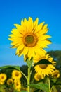 Closeup of a sunflower head with bee sitting on it Royalty Free Stock Photo