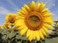 Closeup of sunflower head and petals in field. Blue sky in the background