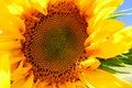 Closeup of sunflower. Helianthus annuus with bright yellow petals Royalty Free Stock Photo