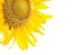 Closeup sunflower isolated on a white background Royalty Free Stock Photo