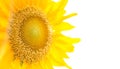 Closeup sunflower isolated on white background Royalty Free Stock Photo