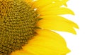 Closeup of sunflower isolated on white background. Sunflower detail Royalty Free Stock Photo