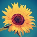 Sunflower Royalty Free Stock Photo