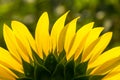 Closeup of sunflower petal