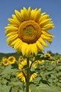 Closeup sunflower Royalty Free Stock Photo