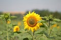 Closeup of a sunflower smiling at the sun