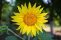 sunflower closeup in summer time Royalty Free Stock Photo