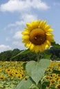 Closeup of a Sunflower in a Sunflower Field