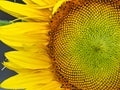 Closeup of sunflower tubular flower