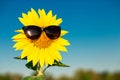Closeup sunflower wearing black sunglasses