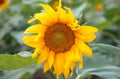 closeup sunflower and working bee Royalty Free Stock Photo