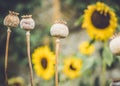 Closeup of sunflowers and seed poppy heads in the formal gardens at Rousham House, Oxfordshire