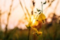 Closeup Sunhemp or Crotalaria juncea flower field Royalty Free Stock Photo